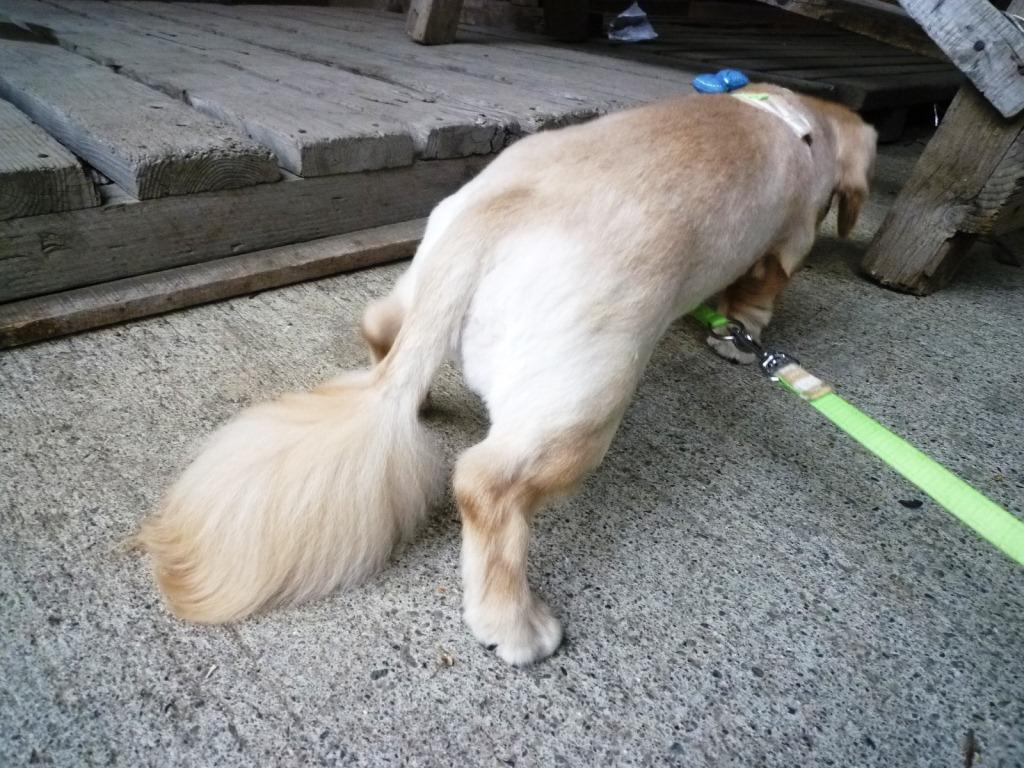 ライオンの尻尾を持つ犬 いまどきの工務店の社長さんのブログ